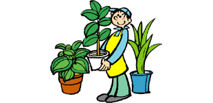 観葉植物